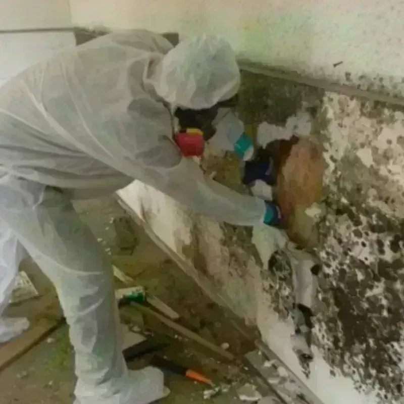 Mold Remediation and Removal in Arlington Heights, WA